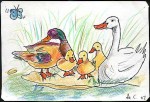 medium_jl_des11_9-patos.jpg