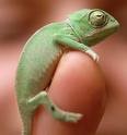 camaleon.jpeg